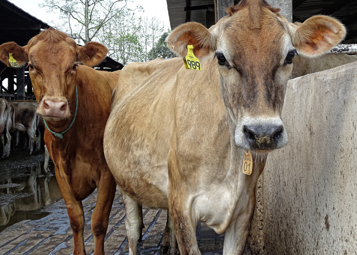 重大通报“皇家牛牛其实有辅助器”(确实有挂)