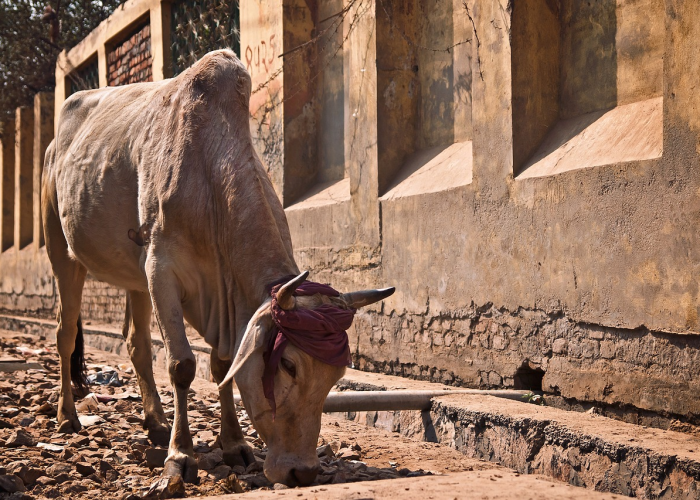 我来教教大家“开心联盟牛牛透视挂下载”(其实有挂)