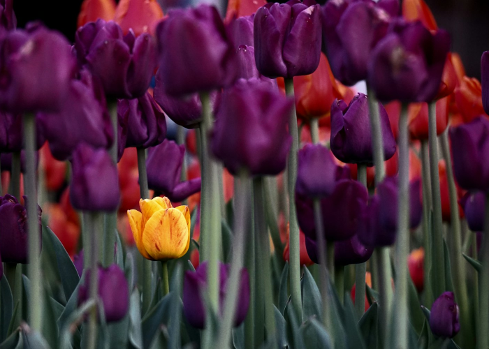 ［最新分享］“新道游炸/金/花到底有挂吗”［其实是有挂］