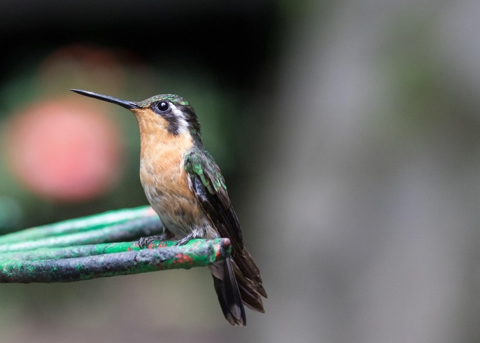[分享]“鱼扑克有挂吗”(确实真的有挂)