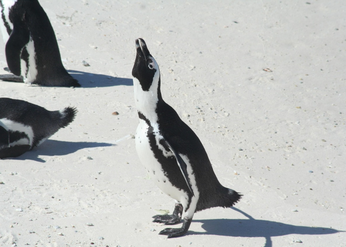 【非洲疫情速度惊人,非洲疫情速度惊人的原因】 【非洲疫情速度惊人,非洲疫情速度惊人的原因】