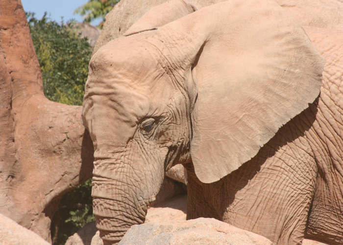 非洲疫情种类(非洲疫情种类有哪些) 非洲疫情种类(非洲疫情种类有哪些)
