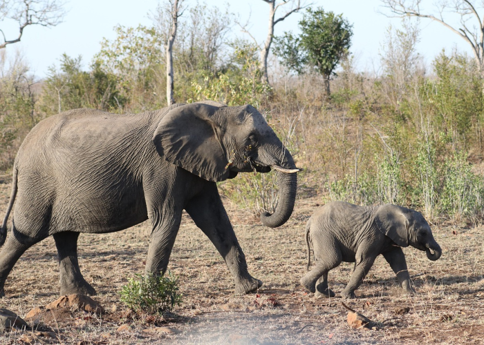 非洲疫情,症状背后,是更复杂的生存之战 非洲疫情,症状背后,是更复杂的生存之战