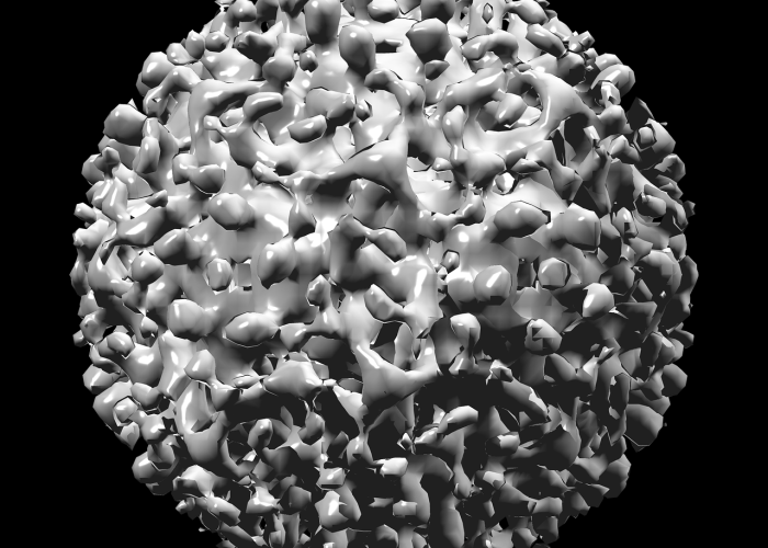 非洲疫情是什么病毒毒株(非洲疫情是什么病毒毒株呢) 非洲疫情是什么病毒毒株(非洲疫情是什么病毒毒株呢)