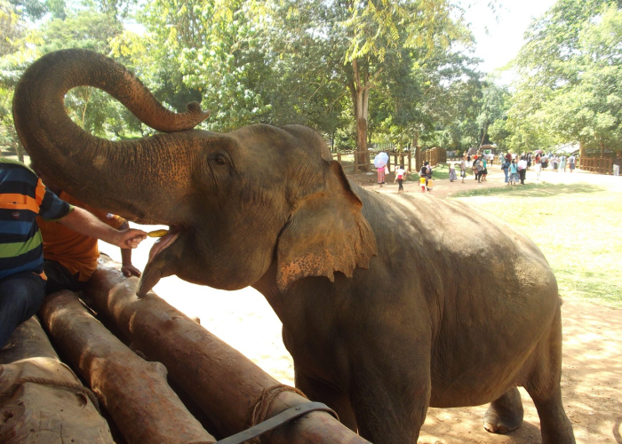 非洲疫情是什么病毒毒株(非洲疫情是什么病毒毒株呢) 非洲疫情是什么病毒毒株(非洲疫情是什么病毒毒株呢)