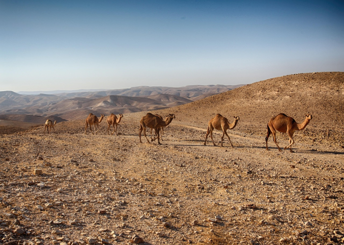 非洲疫情是什么病毒一天死亡/非洲疫情是什么病毒一天死亡的 非洲疫情是什么病毒一天死亡/非洲疫情是什么病毒一天死亡的