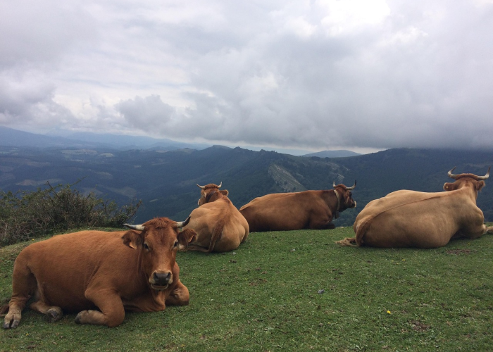玩家攻略科普“飞鹰牛牛怎么开挂”［原来真的有挂］