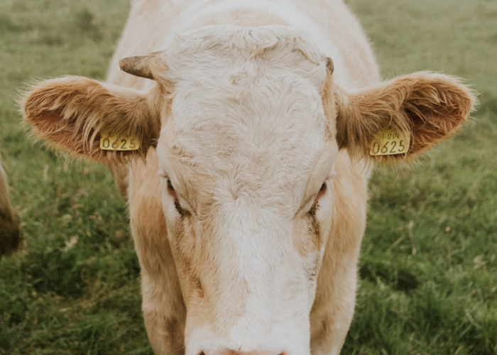 ［最新分享］“微信牛牛究竟有挂吗”［太坑了果然有挂］