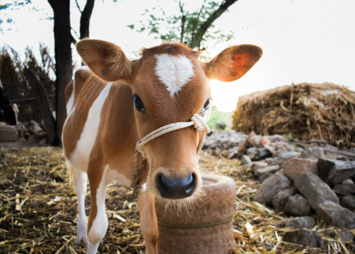 ［最新分享］“微信牛牛究竟有挂吗”［太坑了果然有挂］