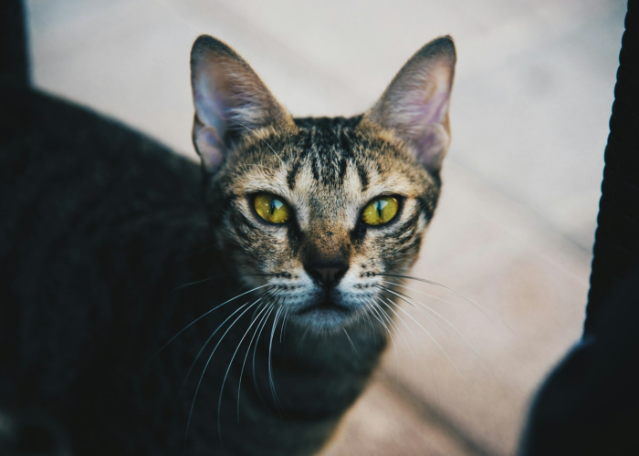分享给大家“猫猫学数有开挂软件吗”［太坑了原来有挂］