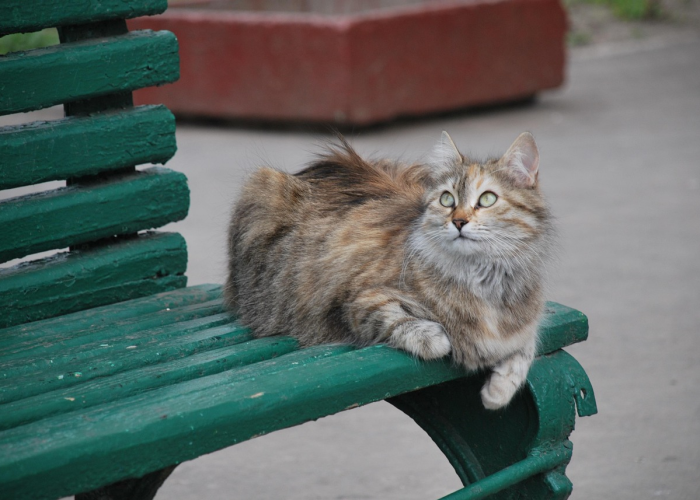 分享给大家“猫猫学数有开挂软件吗”［太坑了原来有挂］