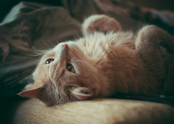 [实测]“福麻圈可以开挂吗”开挂详细教程