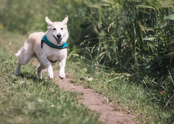 寻找一款“小猪对对碰竟然有挂”(原来有挂)