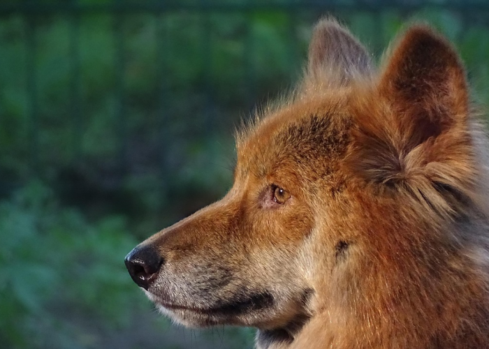 今日头条“哈狗游戏开挂软件”(原来有挂) 今日头条“哈狗游戏开挂软件”(原来有挂)