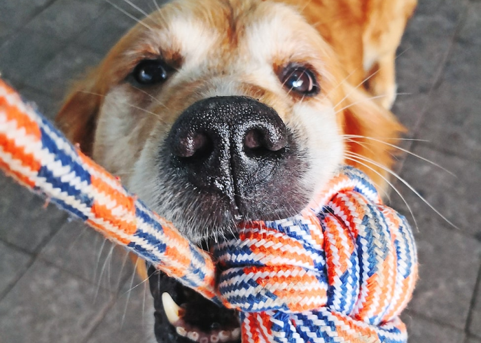 今日头条“哈狗游戏开挂软件”(原来有挂) 今日头条“哈狗游戏开挂软件”(原来有挂)