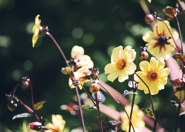 ［揭秘］“开心武汉花有没有挂”［原来真的有挂］