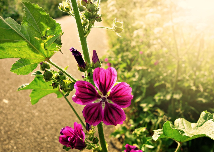 ［解答］“开心武汉花究竟有挂吗”［详细开挂教程］