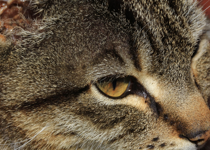 玩家攻略科普“猫猫学数辅助器”［确实真的有挂］