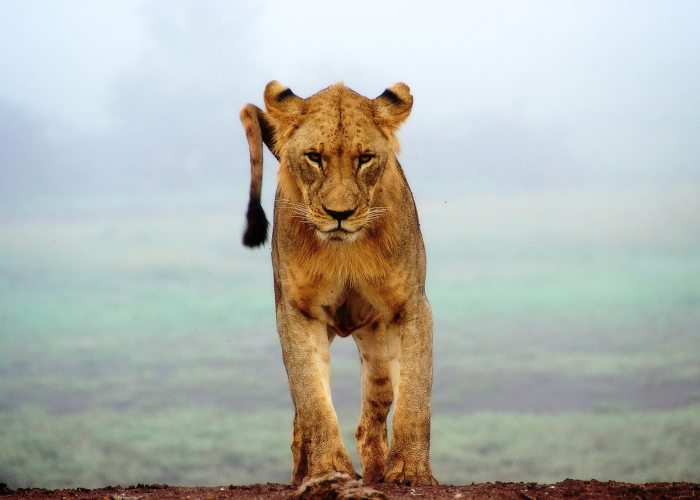 必看实操“迅奇牛牛果然有挂”原来真的有挂 必看实操“迅奇牛牛果然有挂”原来真的有挂