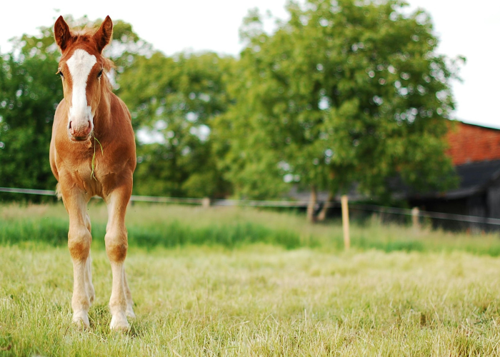 [解答]“疯狂动物城有没有挂”原来可以开挂