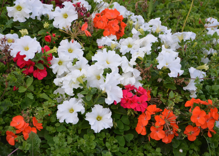 今日重大消息“人海炸/金/花到底有挂吗”［原来真的有挂］