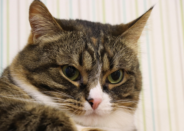 推荐一款“天酷斗牛究竟有透视挂吗”(确实有挂) 推荐一款“天酷斗牛究竟有透视挂吗”(确实有挂)