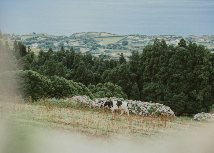 [分析]“农场假日可以开挂吗”(确实真的有挂)