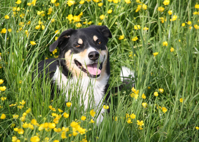 关于“哈狗游戏开挂软件”确实有挂