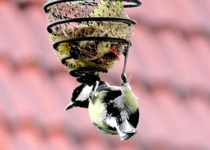 知道“新青鸟有挂没”的确有人用挂