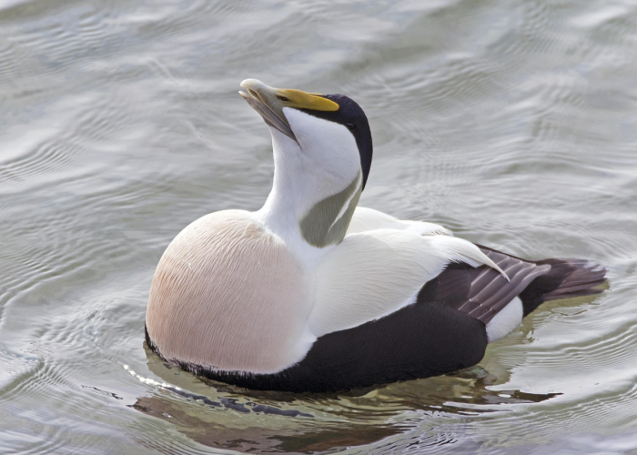 知道“新青鸟有挂没”的确有人用挂