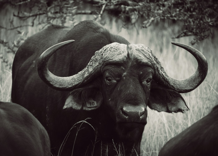 [分享]“新好游牛牛有挂吗”(确实真的有挂)