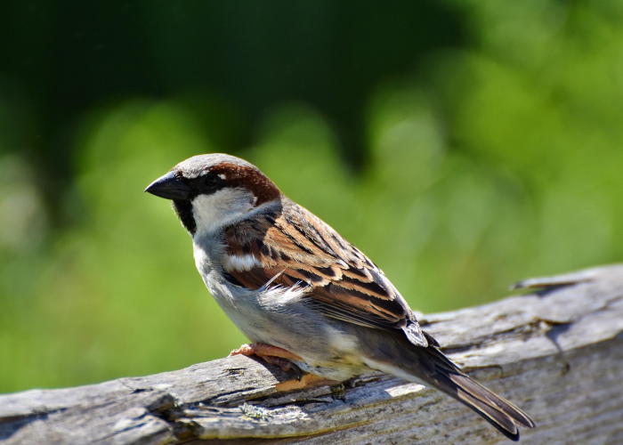 终于知道“金雀汇有没有挂”(确实有挂)