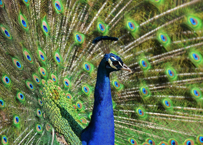 终于知道“金雀汇有没有挂”(确实有挂)