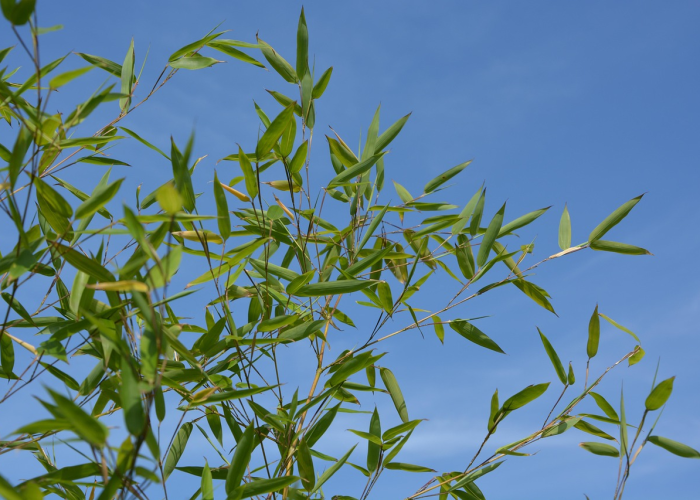 最新消息“绿竹到底能开挂吗”[胜负概率挂件辅助插件]