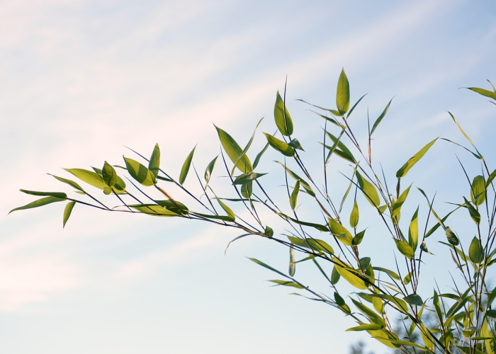 最新消息“绿竹到底能开挂吗”[胜负概率挂件辅助插件]