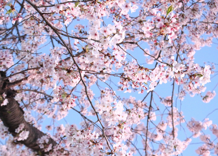 [解答]“樱花互粉真的有挂吗”有挂详细开挂教程