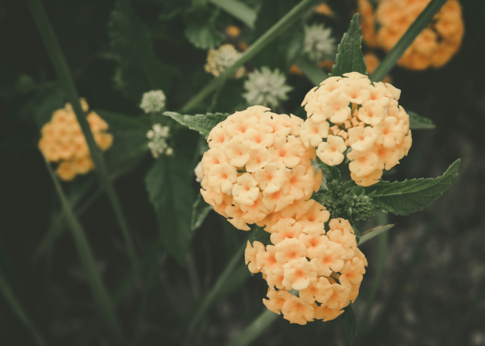 分享给大家“毛豆炸/金/花真的有挂吗”［太坑了果然有挂］