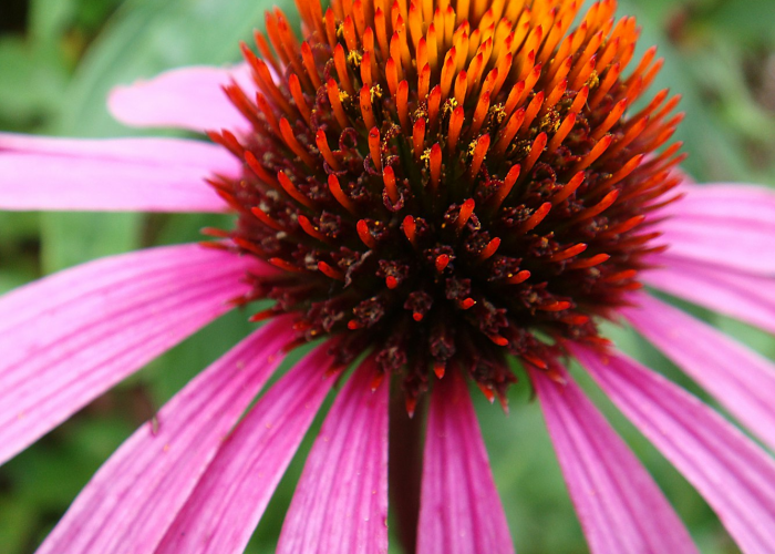 分享给大家“毛豆炸/金/花真的有挂吗”［太坑了果然有挂］