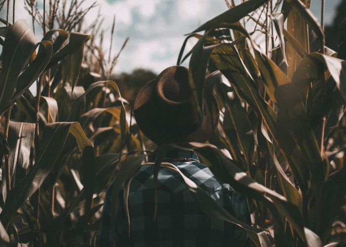 攻略推荐“仙灵幻境能不能开挂”(原来真的可以开挂)