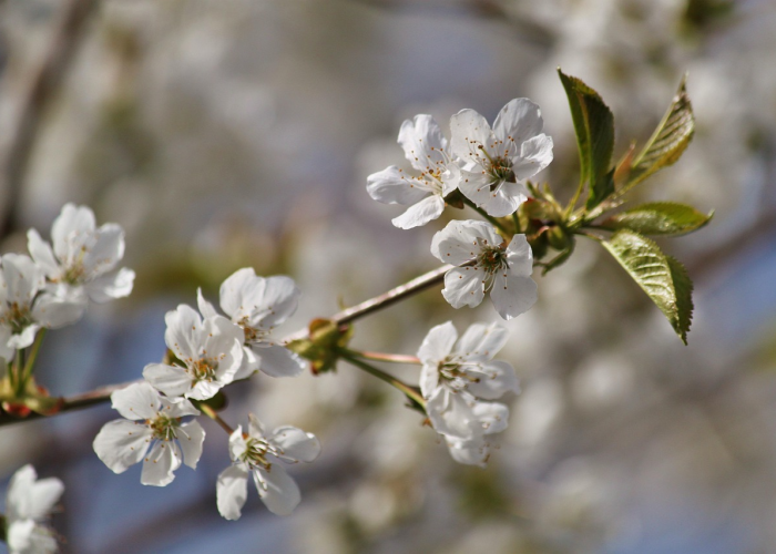 知识科普“樱花之盛牛牛开挂软件”详细开挂教程