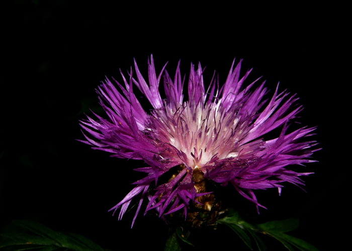 揭秘一下“新蛮王金花开挂软件”玩家曝光开挂流程