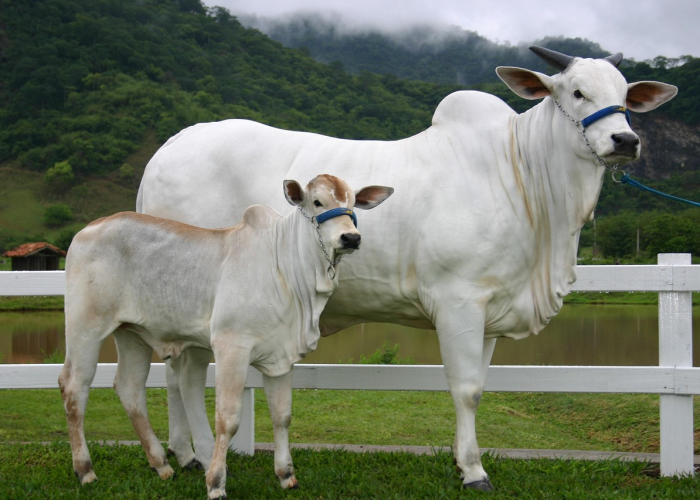 [解答]“功夫熊猫牛牛有挂吗”有挂详细开挂教程