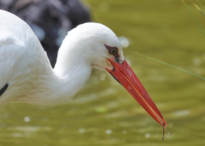 知识科普“飞禽走兽可以开挂吗？”(真的有挂)