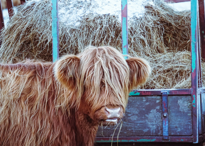 ［最新分享］“新荣耀牛牛有没有挂”［太坑了果然有挂］