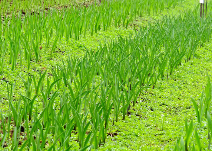 ［科普］“麦穗app推筒子究竟有挂吗”［果然有透视挂］