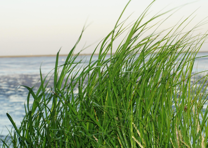 ［科普］“麦穗app推筒子究竟有挂吗”［果然有透视挂］