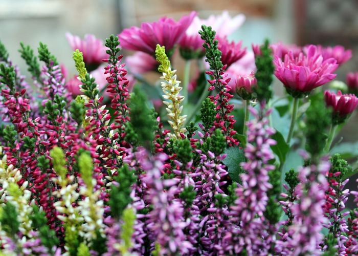 总算解析“红豆金花有没有挂”原来真的有挂 总算解析“红豆金花有没有挂”原来真的有挂