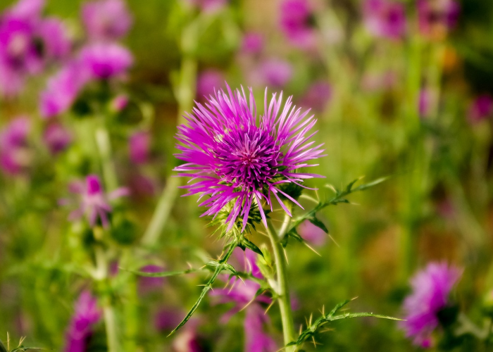 总算解析“红豆金花有没有挂”原来真的有挂 总算解析“红豆金花有没有挂”原来真的有挂
