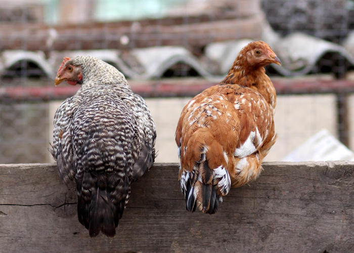 玩家游戏玩法“新青鸟真的有挂”的确有人用挂 玩家游戏玩法“新青鸟真的有挂”的确有人用挂