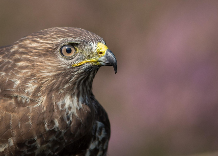 玩家游戏玩法“新青鸟真的有挂”的确有人用挂 玩家游戏玩法“新青鸟真的有挂”的确有人用挂